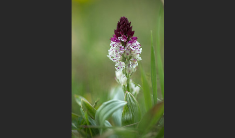 Brand-Knabenkraut (Orchis ustulata)