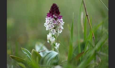 Brand-Knabenkraut (Orchis ustulata)