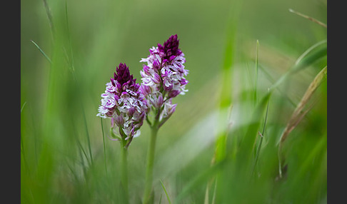 Dreizähniges Knabenkraut x Brand-Knabenkraut (Orchis tridentata x Orchis ustulata)