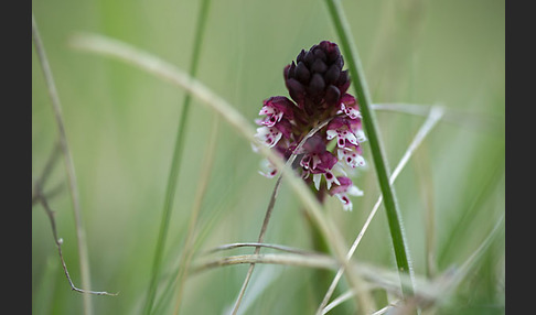 Brand-Knabenkraut (Orchis ustulata)