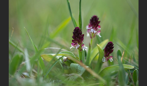 Brand-Knabenkraut (Orchis ustulata)