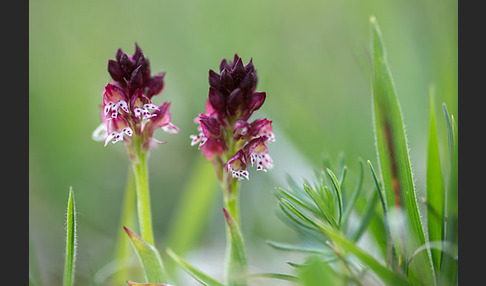 Brand-Knabenkraut (Orchis ustulata)