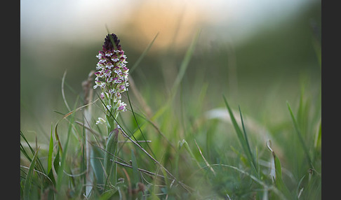 Brand-Knabenkraut (Orchis ustulata)