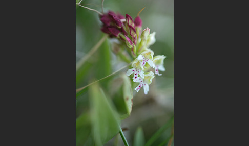 Brand-Knabenkraut (Orchis ustulata)