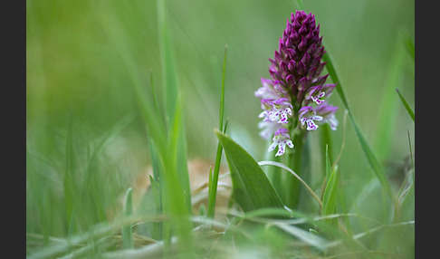 Dreizähniges Knabenkraut x Brand-Knabenkraut (Orchis tridentata x Orchis ustulata)