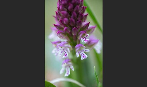 Dreizähniges Knabenkraut x Brand-Knabenkraut (Orchis tridentata x Orchis ustulata)