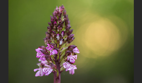 Purpur-Knabenkraut (Orchis purpurea)