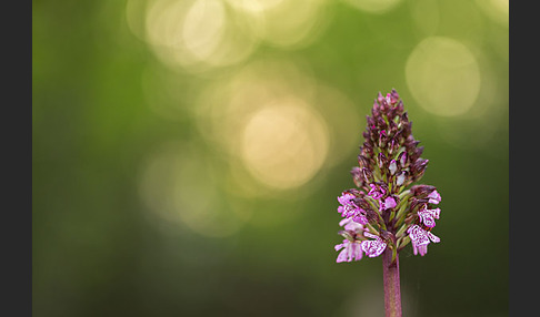 Purpur-Knabenkraut (Orchis purpurea)