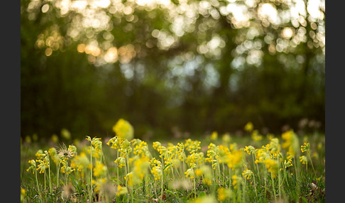 Wiesen-Schlüsselblume (Primula veris)