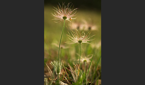 Gemeine Kuhschelle (Pulsatilla vulgaris)