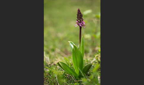 Purpur-Knabenkraut (Orchis purpurea)