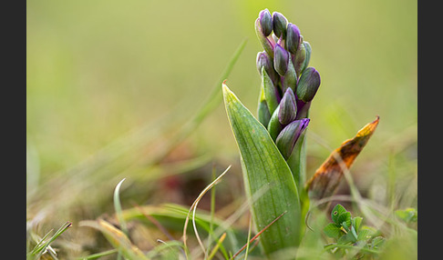 Kleines Knabenkraut (Orchis morio)