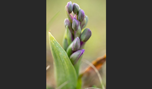 Kleines Knabenkraut (Orchis morio)