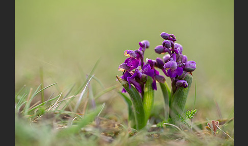 Kleines Knabenkraut (Orchis morio)