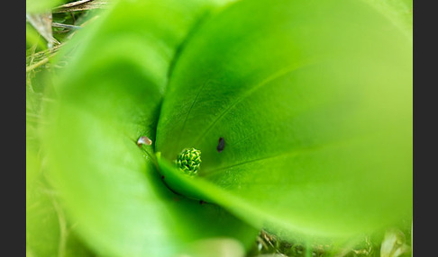 Großes Zweiblatt (Listera ovata)