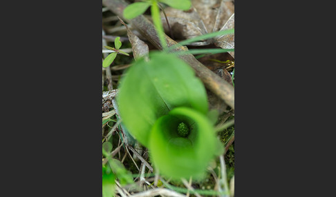 Großes Zweiblatt (Listera ovata)