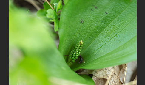 Großes Zweiblatt (Listera ovata)