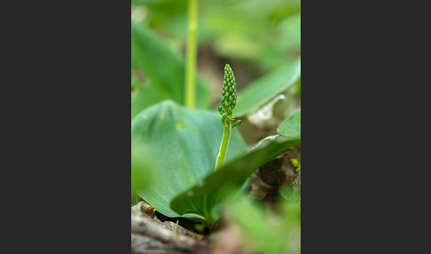 Großes Zweiblatt (Listera ovata)