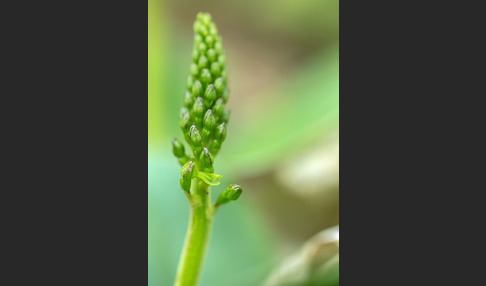 Großes Zweiblatt (Listera ovata)