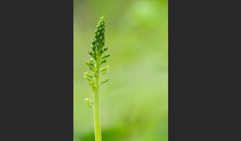 Großes Zweiblatt (Listera ovata)