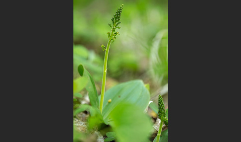 Großes Zweiblatt (Listera ovata)