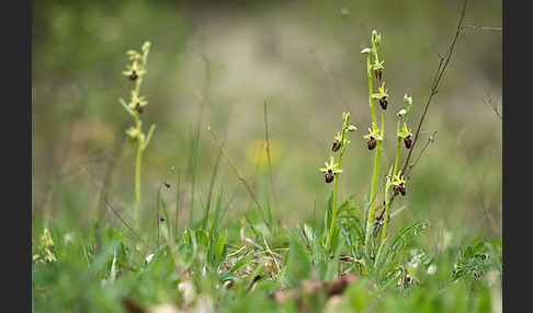 Spinnen-Ragwurz (Ophrys sphegodes)