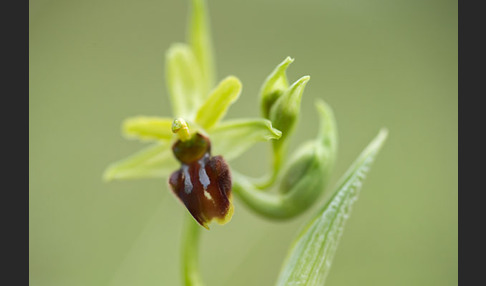 Spinnen-Ragwurz (Ophrys sphegodes)