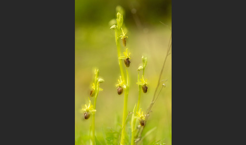 Spinnen-Ragwurz (Ophrys sphegodes)