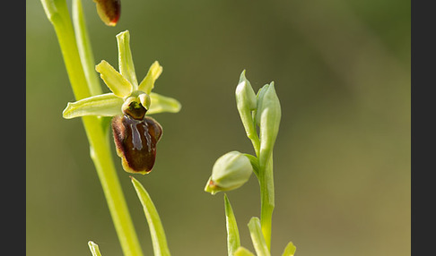 Spinnen-Ragwurz (Ophrys sphegodes)