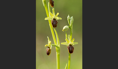 Spinnen-Ragwurz (Ophrys sphegodes)