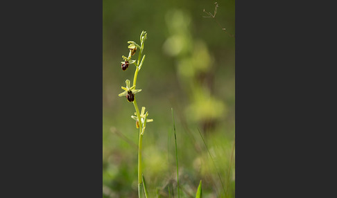 Spinnen-Ragwurz (Ophrys sphegodes)