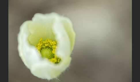 Großes Windröschen (Anemone sylvestris)