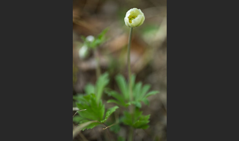 Großes Windröschen (Anemone sylvestris)