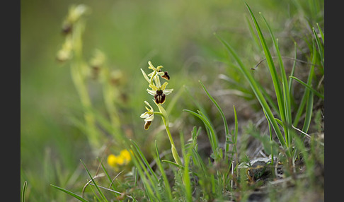 Spinnen-Ragwurz (Ophrys sphegodes)