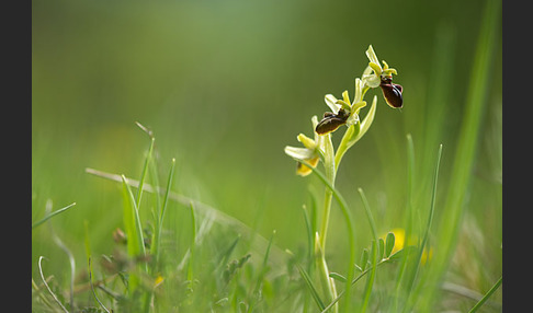 Spinnen-Ragwurz (Ophrys sphegodes)