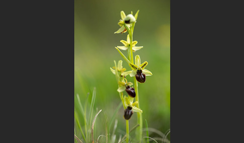 Spinnen-Ragwurz (Ophrys sphegodes)