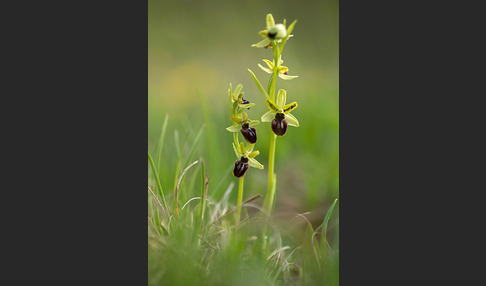 Spinnen-Ragwurz (Ophrys sphegodes)