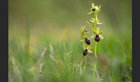 Spinnen-Ragwurz (Ophrys sphegodes)