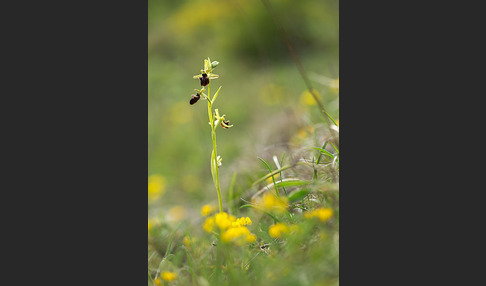 Spinnen-Ragwurz (Ophrys sphegodes)