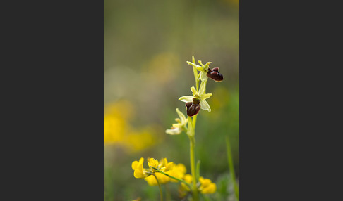 Spinnen-Ragwurz (Ophrys sphegodes)