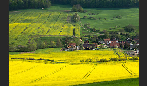 Raps (Brassica napus)