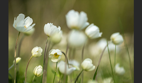 Großes Windröschen (Anemone sylvestris)