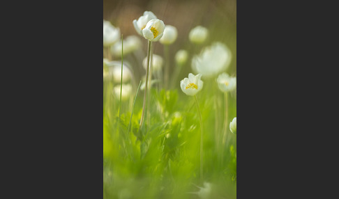 Großes Windröschen (Anemone sylvestris)