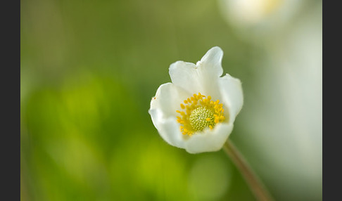 Großes Windröschen (Anemone sylvestris)