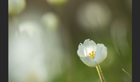 Großes Windröschen (Anemone sylvestris)