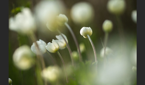 Großes Windröschen (Anemone sylvestris)