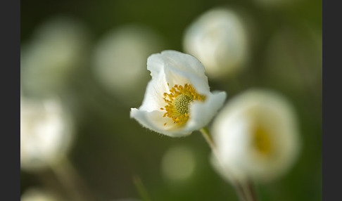 Großes Windröschen (Anemone sylvestris)