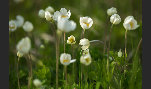 Großes Windröschen (Anemone sylvestris)