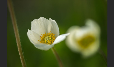 Großes Windröschen (Anemone sylvestris)