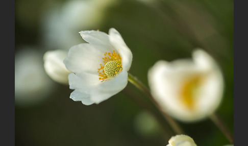 Großes Windröschen (Anemone sylvestris)